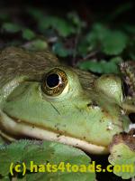 /home//u458753944/public_html/sourcegallery//Frogs/Bullfrogs 2020-09 Upper Merion/P9280710.JPG